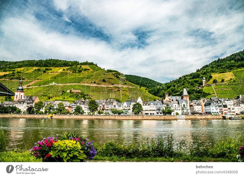 Wine Hiking Lanes & trails Hunsrück Moselle valley Wine growing Rhineland-Palatinate Mosel (wine-growing area) vine Vineyard Bunch of grapes Landscape Mountain