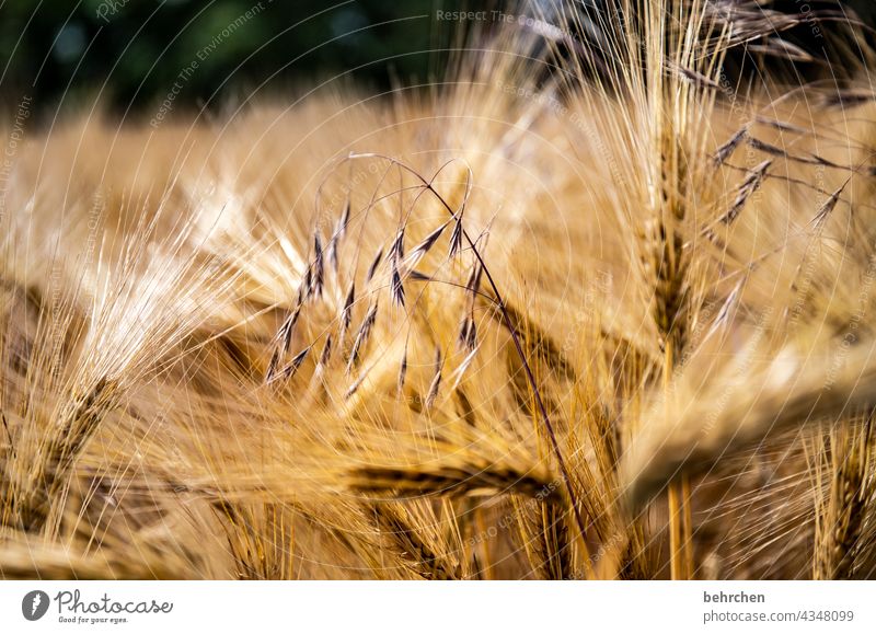purity law | barley, hops, malt...gott erhalts;) Delicate Individual spike Field Grain Summer Grain field Barley Rye Wheat Oats Agriculture Nature Ear of corn