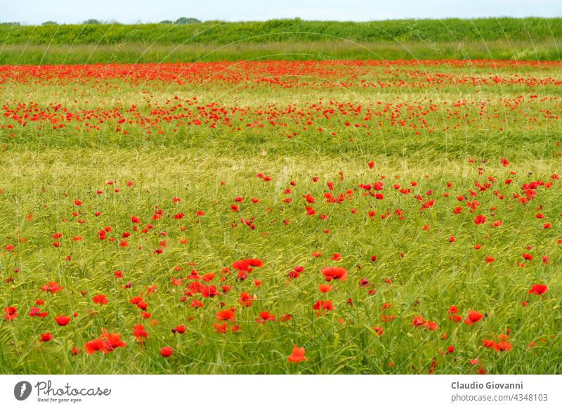 Rural landscape in Pavia province between Ticino and Po rivers. Poppies Europe Italy Lombardy agriculture color day field flower nature outdoor photography