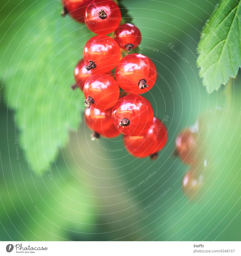 juicy red currants Redcurrant Berries Berry bush soft fruit fruits Garden fruits summer fruits Redcurrant bush Ribes Currant cute Juicy shrub June July Summery