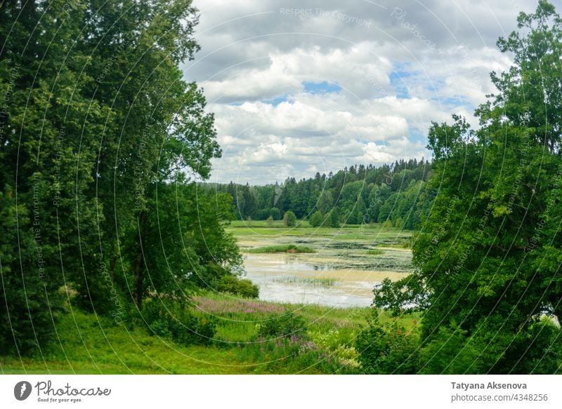 Forest lake, green trees, forest, beautiful nature, lake landscape