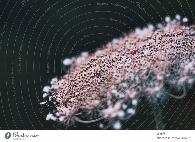 Wild carrot with the characteristic dark red spot in the middle Carrot Blossom Wild carrot blossom Daucus carota wild flower Wild plant Flower umbel Weed