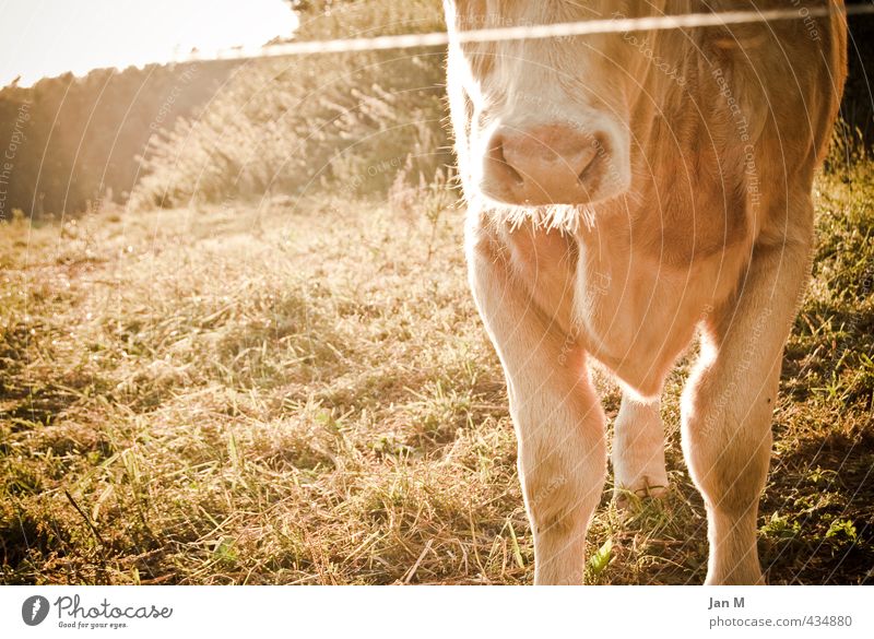 Cow in the pasture Environment Nature Summer Beautiful weather Grass Meadow Animal Farm animal 1 Observe Stand Near Curiosity Brown Moody Love of animals
