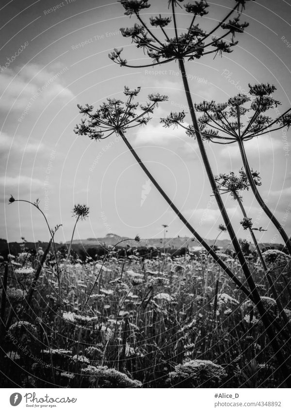 Hogweed plants field monochrome acanthus uncultivated seed silhouette environment warning allergy detail bright outdoors giant hogweed natural flora botanic