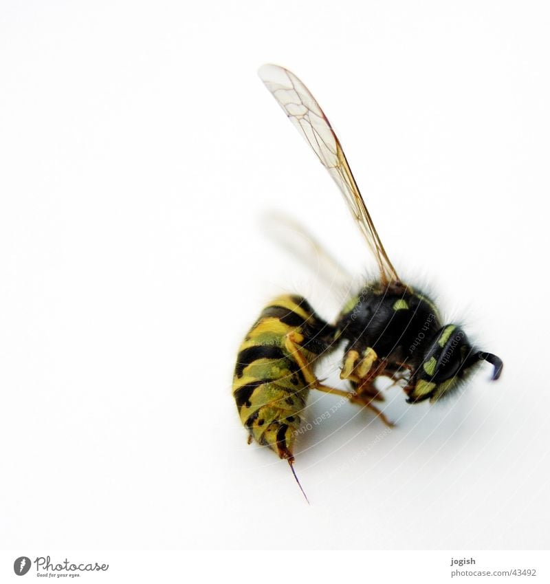 wasp Wasps Insect Thief Bulge Flying Wing Spine