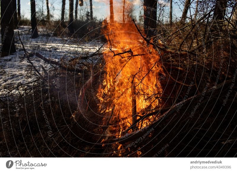 Burning fire. The bonfire burns in the forest. Texture of burning fire. Bonfire for cooking in the forest. Burning dry branches. Tourist fire in the forest. Texture of burning branches