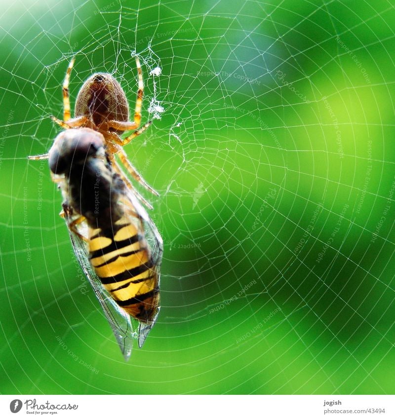 Caught in the net Hover fly Spider Captured Feed Thief Net