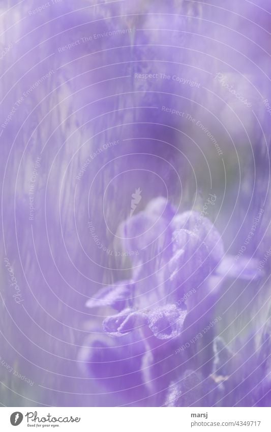 Macro of a lavender flower. As a double exposure through a lavender bush. Lavender Blossom Violet Plant Fragrance Colour photo Nature Flower Summer Blossoming