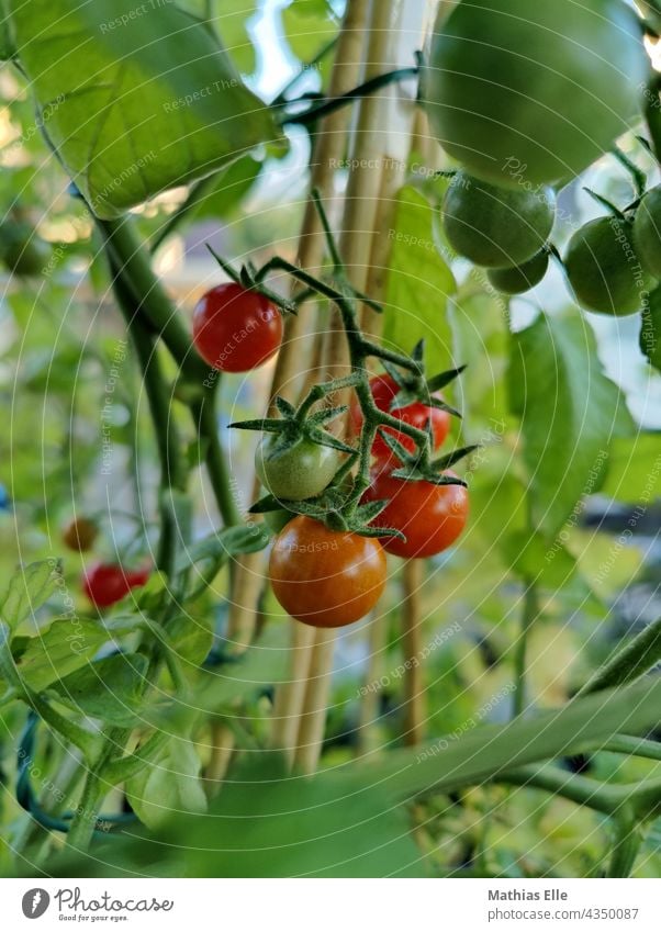 Small cocktail tomatoes in the middle of the tomato plant Tomato Mature Vegetable Garden Food Fruit naturally Juicy Green Gardening Delicious Diet Fresh Eating