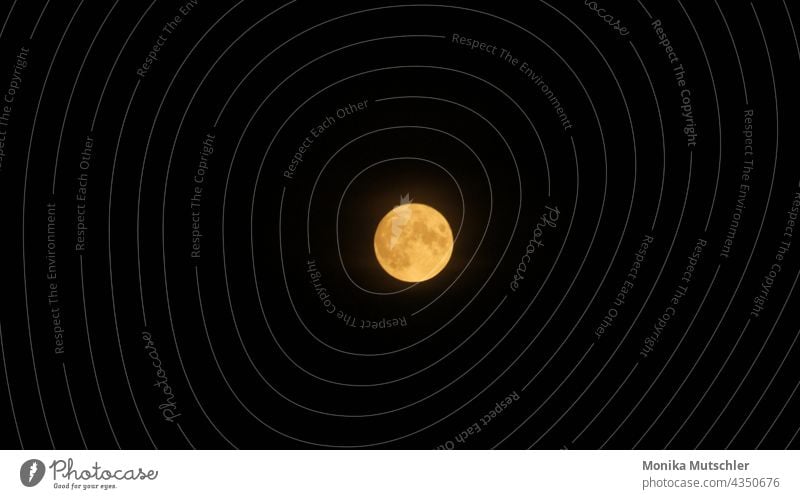 full moon Full  moon Moon Night Sky Dark Night sky Exterior shot Nature Moonlight Moody Light (Natural Phenomenon) Illuminate Landscape Horizon Contrast