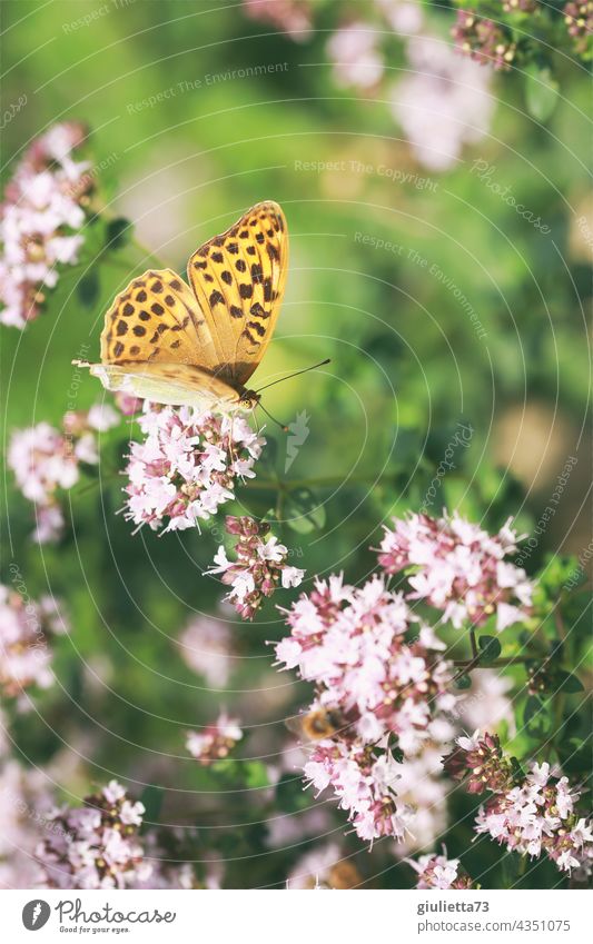 Orange butterfly, pearl butterfly sits on pink flowers in the evening sun Close-up Exterior shot Colour photo Butterfly Sunlight Happiness Happy 1 Blossom