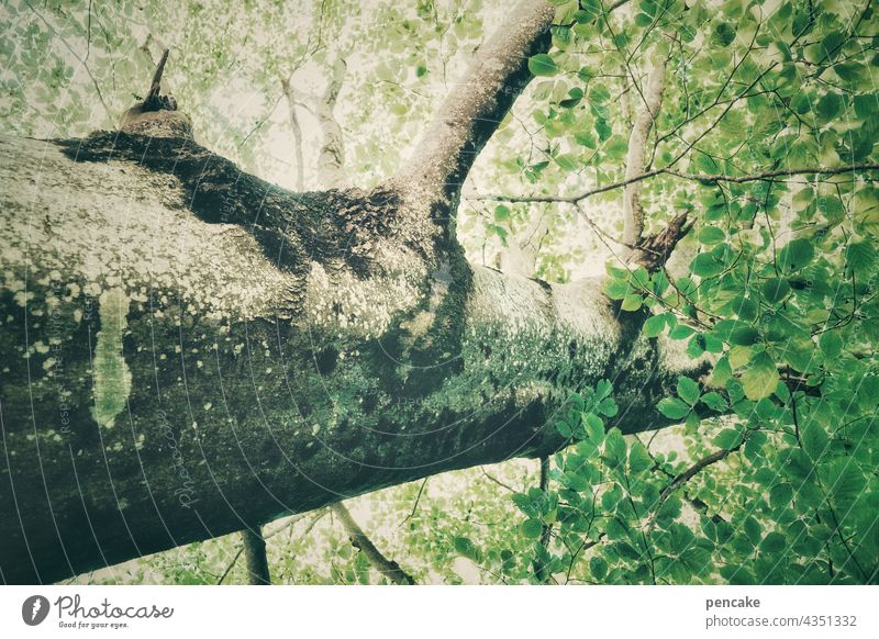 pedigree Strong Tree Forest Tree trunk Environment Deciduous tree Leaf Treetop Tree bark Twig Green Leaf canopy Branch Worm's-eye view