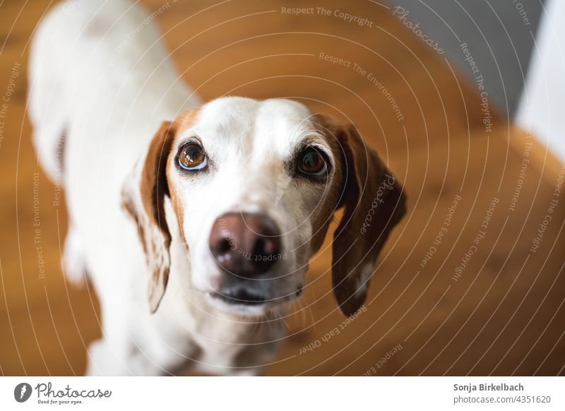 Istrian short haired Bracke practices the "dachshund look" while begging for a treat Dog Beg Puppy dog look istrian shorthaired brunette Pet Animal portrait