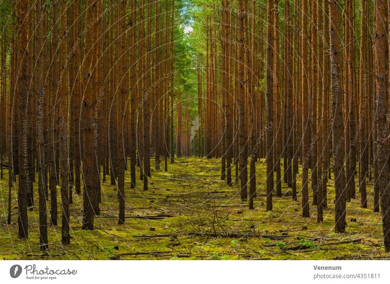 Narrow path in a young pine forest for forestry vehicles Forests tree trees forest floor floor plants weeds ground cover trunk trunks tree trunks nature