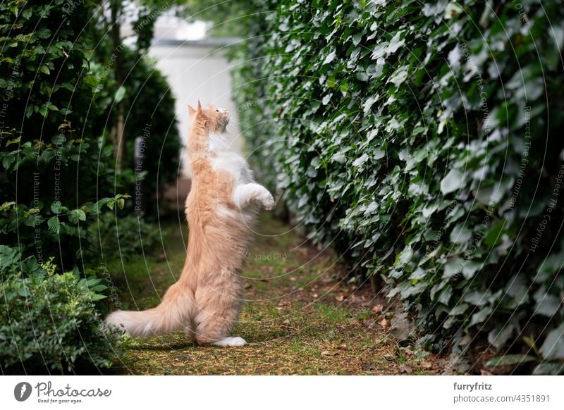 curious maine coon cat standing on hind legs looking for prey outdoors nature green pets fluffy fur feline white cream colored longhair cat one animal garden