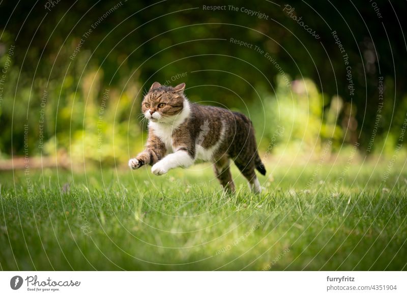 cat running on green lawn outdoors in the back yard nature pets fluffy fur feline british shorthair cat tabby white one animal meadow grass garden
