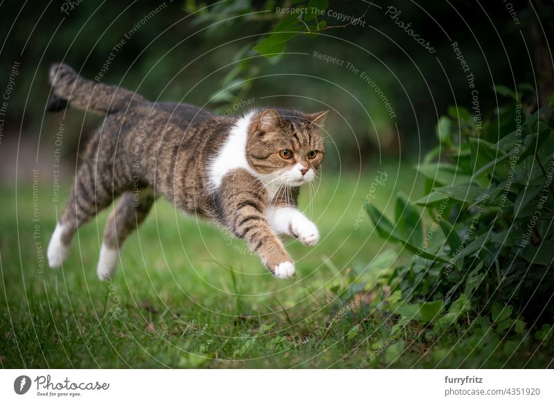cat running  jumping on green lawn outdoors nature pets fluffy fur feline british shorthair cat tabby white one animal meadow grass garden front or backyard