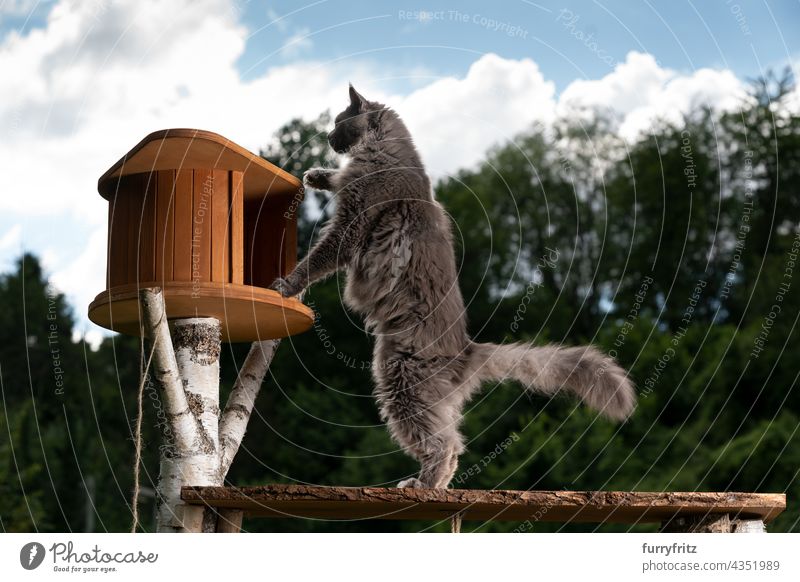 curious gray maine coon cat inspecting new cat tree outdoors nature green purebred cat pets fluffy fur feline blue longhair cat one animal garden