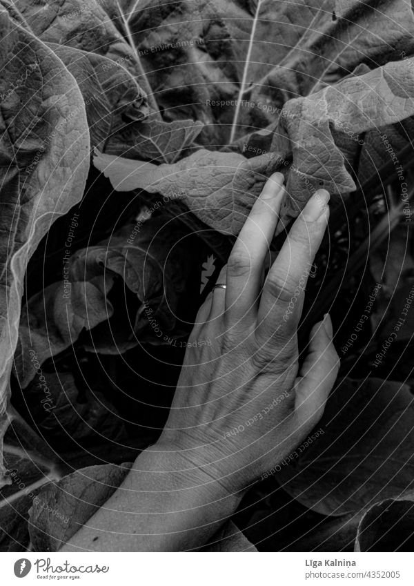 A hand between leaves Hand Fingers Obscure Black and white Black & white photo Leaves Nature Dark Skin Gray Parts of body Arm Human being Body Feminine Woman