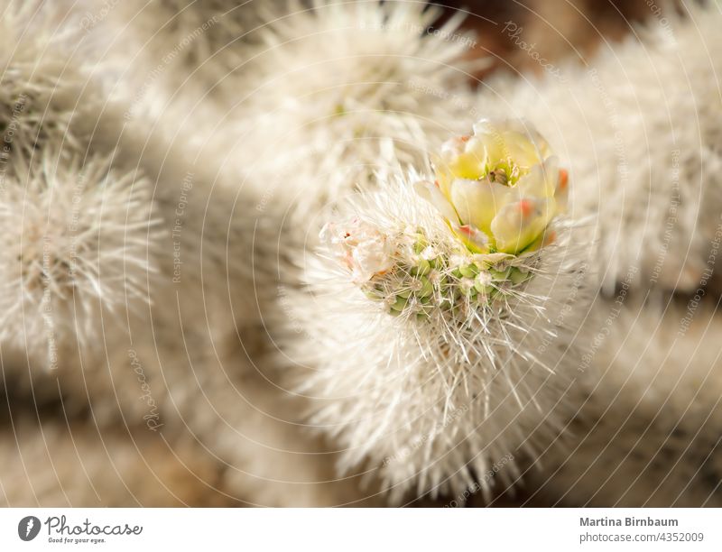 Close up  of a Teddy bear cactus on the  Cholla Cactus Nature Trail, Joshua Tree National Park California joshua tree cylindropuntia bigelovii landscape wild