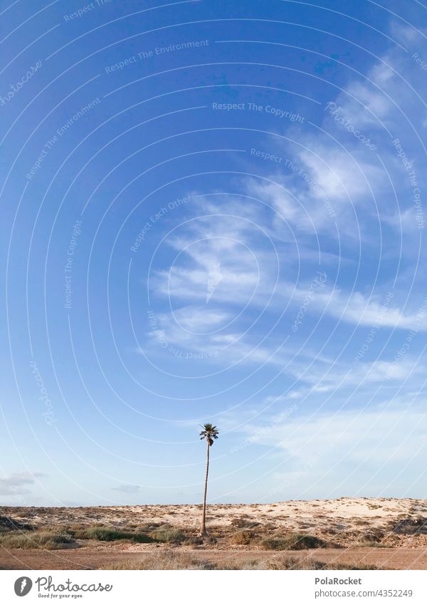 #A# Lonely Palm palms Palm tree Sky Desert Fuerteventura Island Summer summer atmosphere Summer vacation Nature Sun voyage Blue Landscape