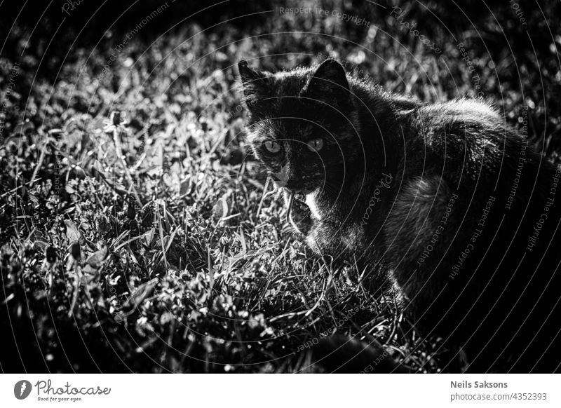 cat with mouse in his mouth. Hunting, catching for food. Black and white. abstract animal art backdrop background black closeup dark design dirty domestic eat