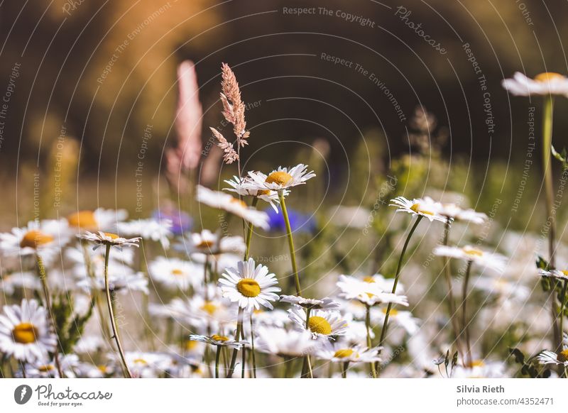 Summer meadow with daisies, grasses and cornflowers Deserted Marguerite Margarites Flower Blossom Nature Blossoming pretty Close-up Shallow depth of field