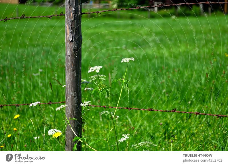 Pasture fence idyll: Some white and yellow meadow flowers grow next to an old wooden fence post standing in a lush green Upper Bavarian meadow and supporting an equally old, rusty barbed wire above and below it