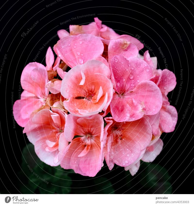 geranium queen Blüte pink Geranie blühen Nahaufnahme Pflanze Garten Blune dekorativ Sommer Fensterbrett prächtig