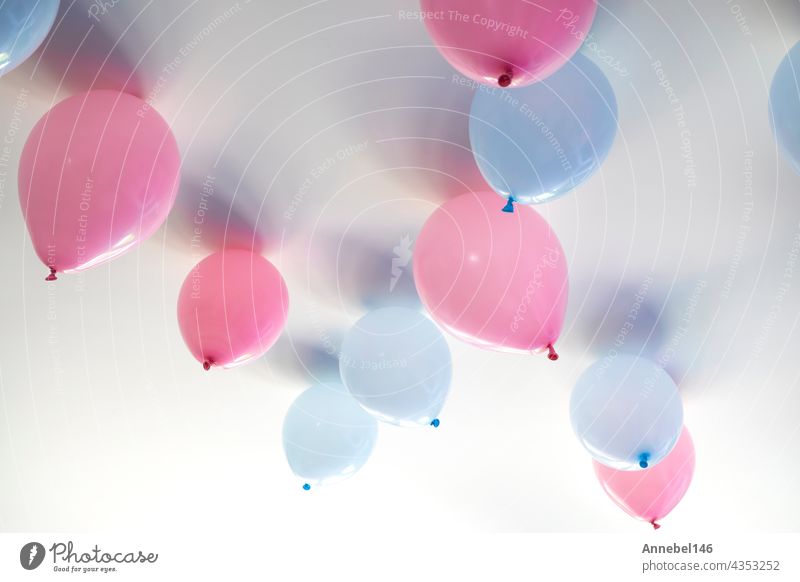 gender reveal party blue and pink balloons in living room on white wall definition of a boy or girl, gathering party party decoration pregnancy birth greeting