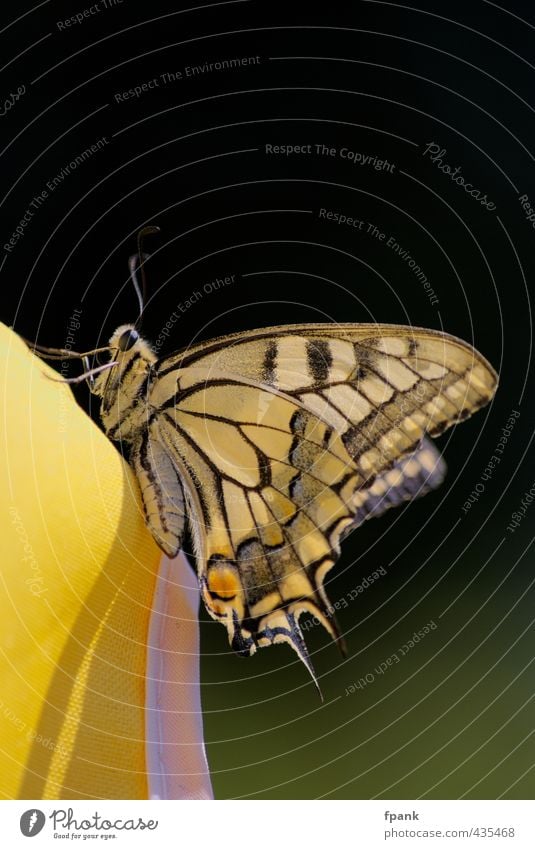 On the edge of the sunshade universe Nature Animal Wild animal Butterfly Wing 1 Yellow Black "Insect," butterflies Feeler underside of wing Legs imago