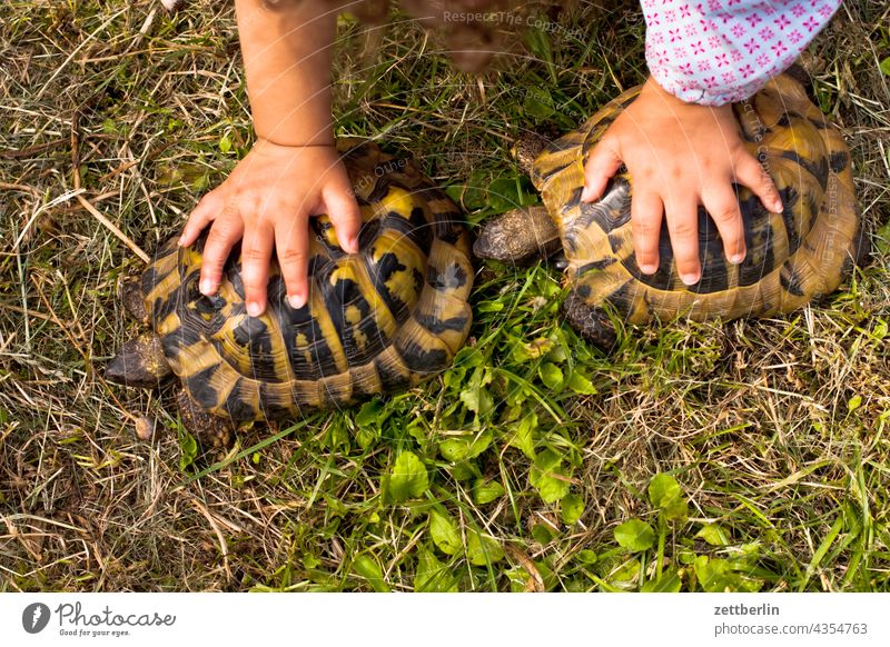 Child with two turtles Turtle Animal Pet Shell Girl Hand hands stop To hold on Nature Grass Meadow game Kindergarten Keeping of animals care Responsibility