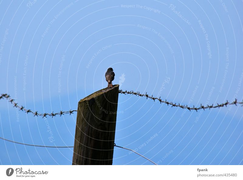 At the barbed wire fence Sky Summer Beautiful weather Animal Wild animal Bird songbird 1 Wood Free Blue Freedom Colour photo Exterior shot Day