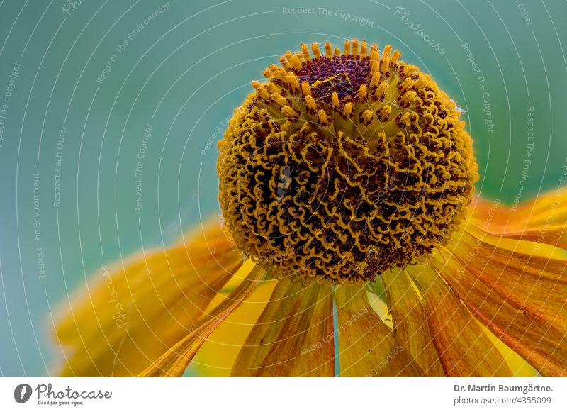 Sunflower, Helenium variety Sahin's Early Flowerer, inflorescence sun bride helenium Helenium species Breeding shrub from North America Plant composite