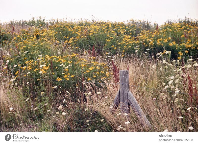 Baltic Sea dike full of flowers - flower meadow with fence post and wire fence Dike Hill Meadow Flower meadow Nature plants Red Yellow Green Summer
