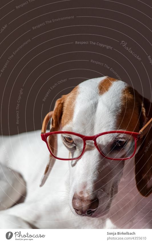 Homeoffice Istrian short haired bravotube wears reading glasses istrian shorthaired brunette Dog Watchdog Hound hound bloodhound pack dog Eyeglasses