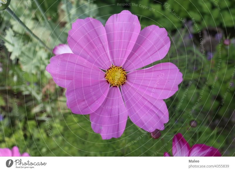 Purple cosmos flower on a green background autumn beautiful beauty bloom blooming blossom blue botany bright celebration closeup color colorful compositae