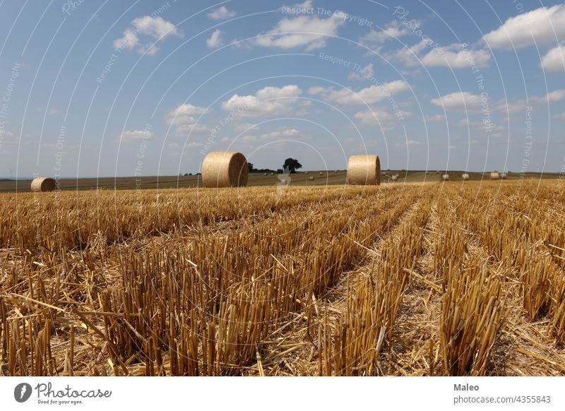 Harvested field with several rolled hay bales in Summer agricultural agriculture calm country countryside crop cylinder dry equipment farm farming fodder golden