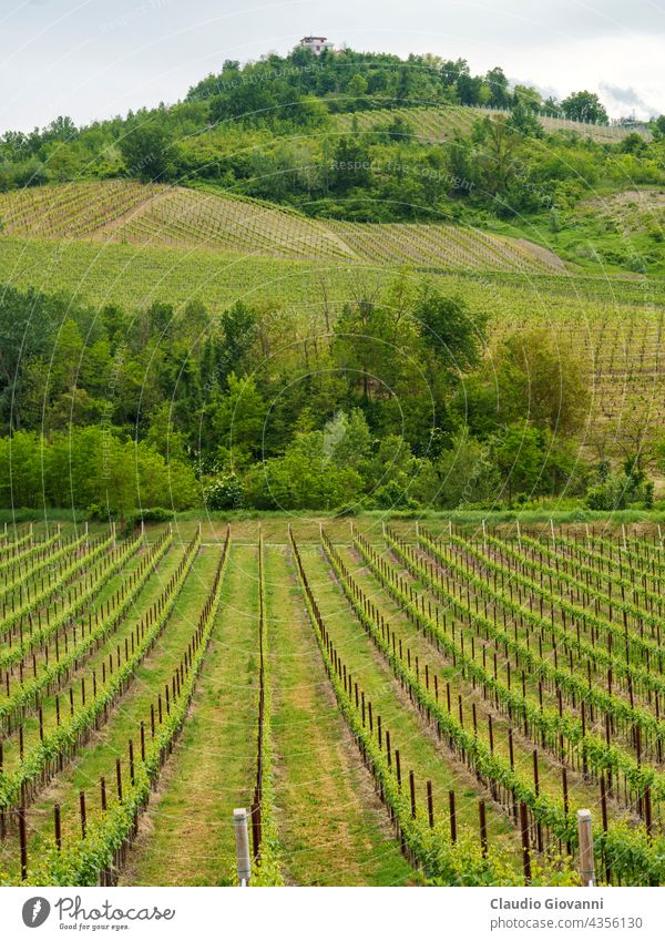 Vineyards in Oltrepo Pavese, italy, at springtime Borgo Priolo Europe Italy Lombardy Montalto Pavese Pavia Po agriculture color day farm field green hill