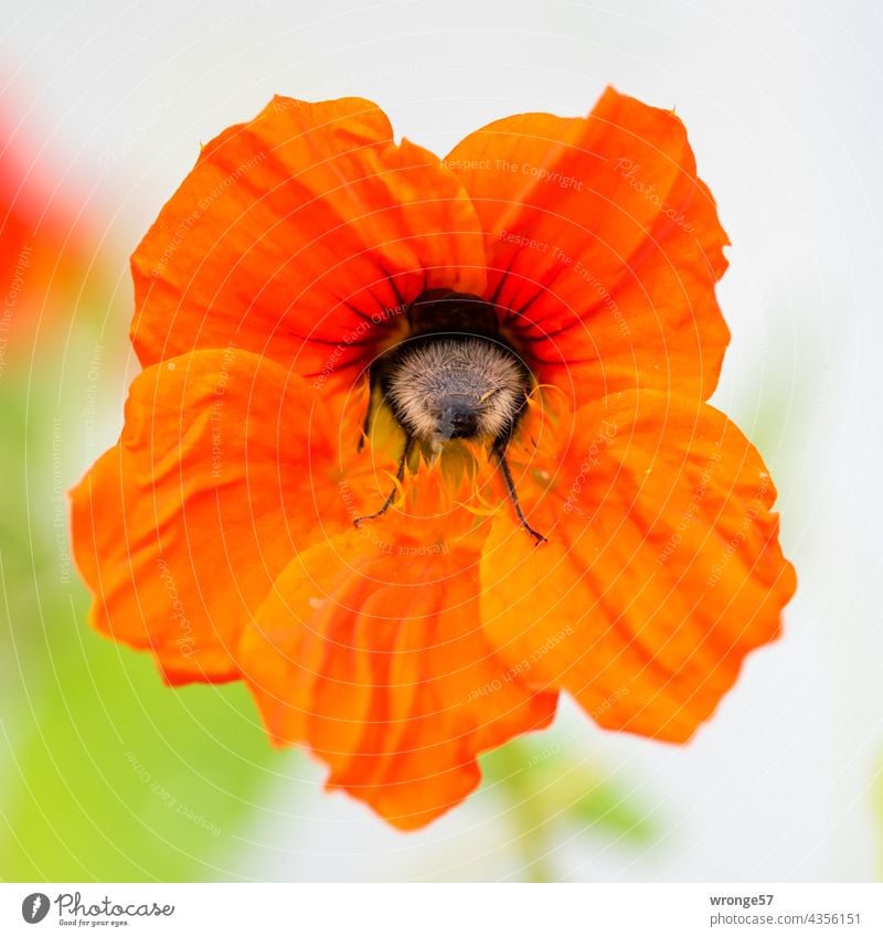 Close-up of a bumblebee searching for pollen in a flower of nasturtium Bumble bee Pollen Pollen Search Foraging Blossom Flower Plant Nasturtium capuchin flower