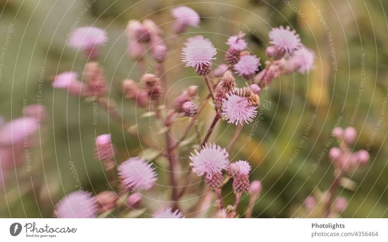 Bee on the flower of a thistle Thistle Flower Blossom Field Margin of a field Meadow meadow edge blurred pastel Pink vintage Nature Plant Exterior shot