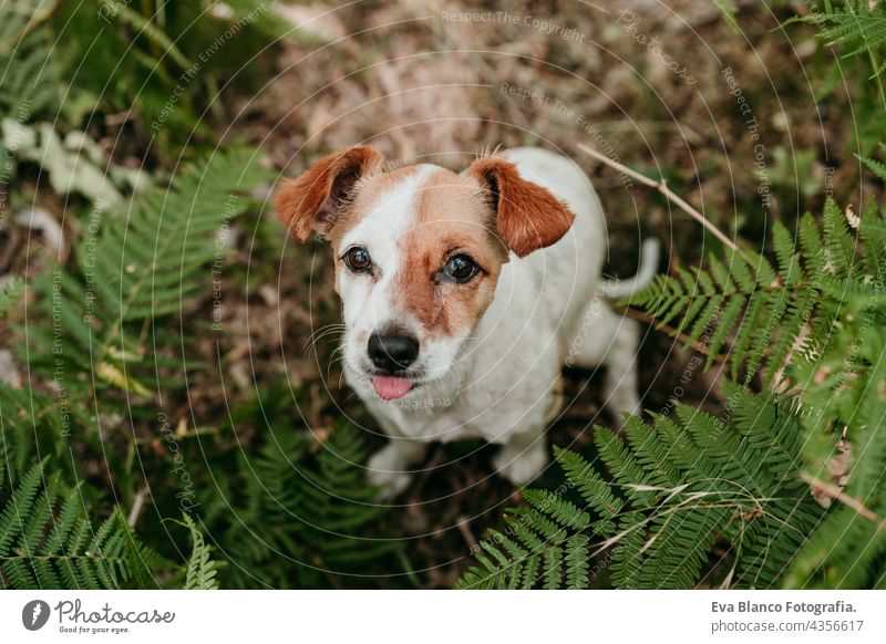 Jack 2024 russell nature