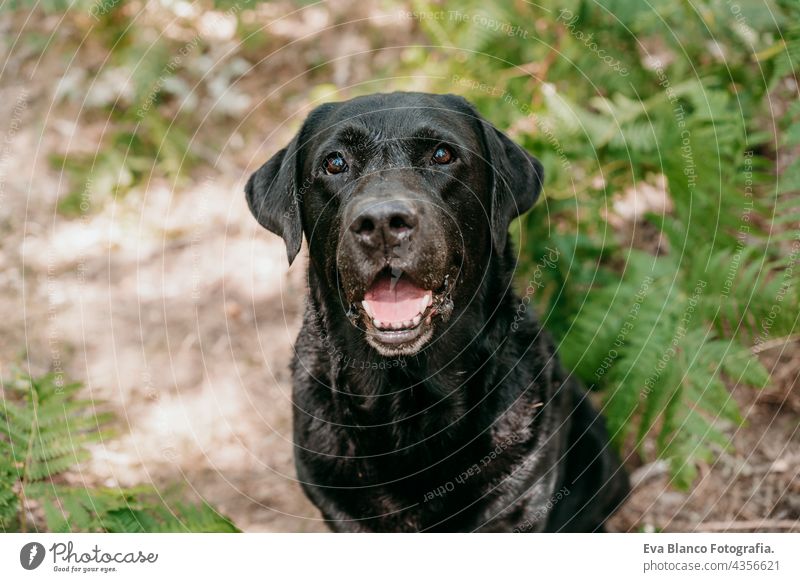 portrait of beautiful black labrador dog sitting among green fern leaves in footpath in forest. Nature and pets nature young purebred breed gorgeous sunny