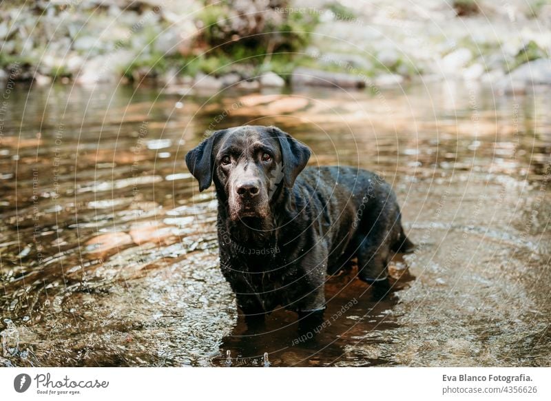 happy black labrador dog swimming in river. Nature and pets , adventure time water summer lake mountain wet forest nature green fern leaves young purebred breed