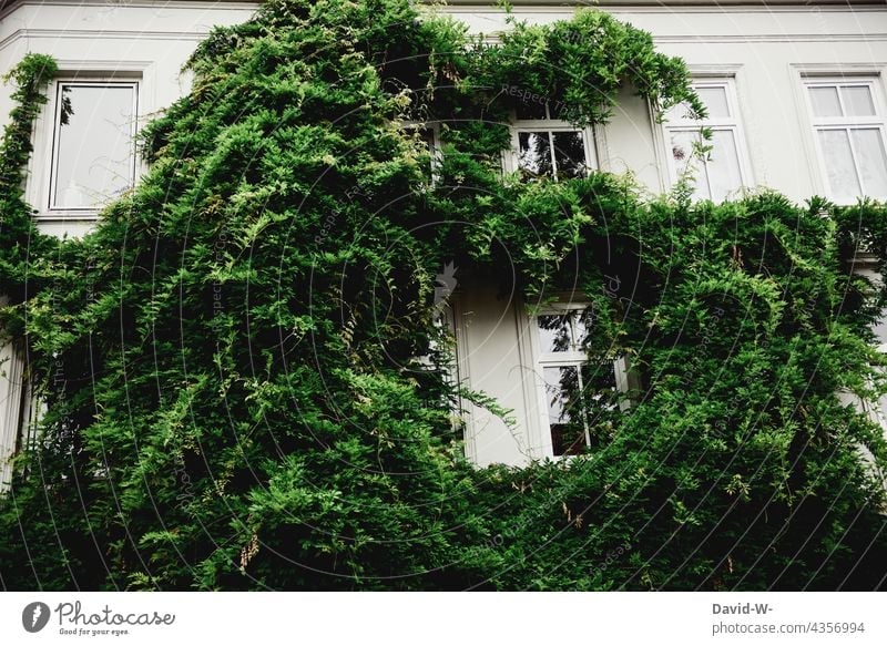 A house overgrown with plants House (Residential Structure) Facade Overgrown Green policy Ivy propagation Creeper Wall (building) Wall (barrier) wax Growth