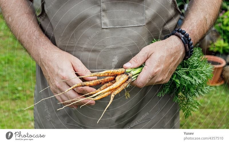 Human hands holding a carrot with leaves. Autumn harvest concept. Farmer organic products. Healthy food agriculture. Male hands holding a fresh vegetables human