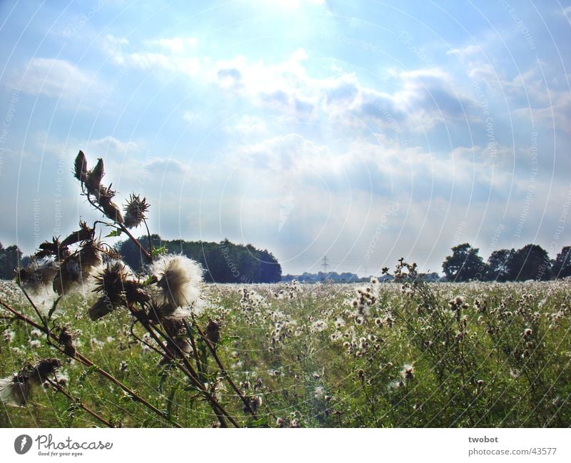 summer sunny meadow Summer Summer's day Sun Lighting Physics Clouds Cyan Meadow Grass Dandelion Thistle Green Wool White Soft Thorny Spring Rural Calm