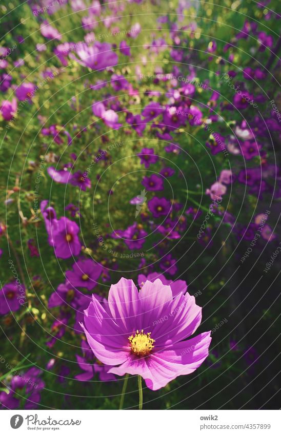 Permanent Cosmea Cosmos Bright Colours Close-up Ease purple Fresh Violet Green Magenta Enthusiasm fragrant Muddled Mysterious blossoms Growth Environment Life