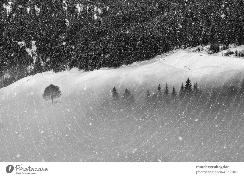 Panorama of snowy forest at foggy winter day in Austrian Alps mountain tree nature environment woodland morning outdoors pine tranquil scene landscape weather