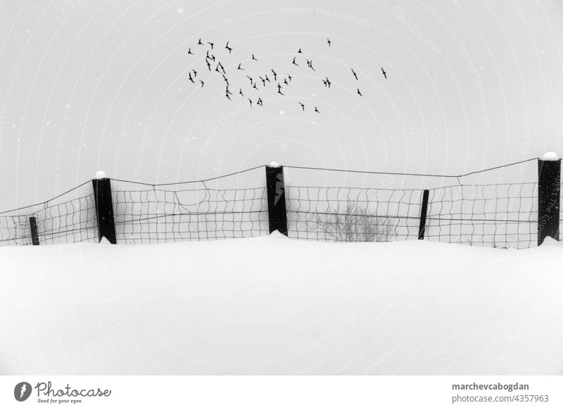 Fence on snow covered field with birds flying above. Monochrome image. outdoors winter weather fence nature tranquility environment travel frost frozen overcast